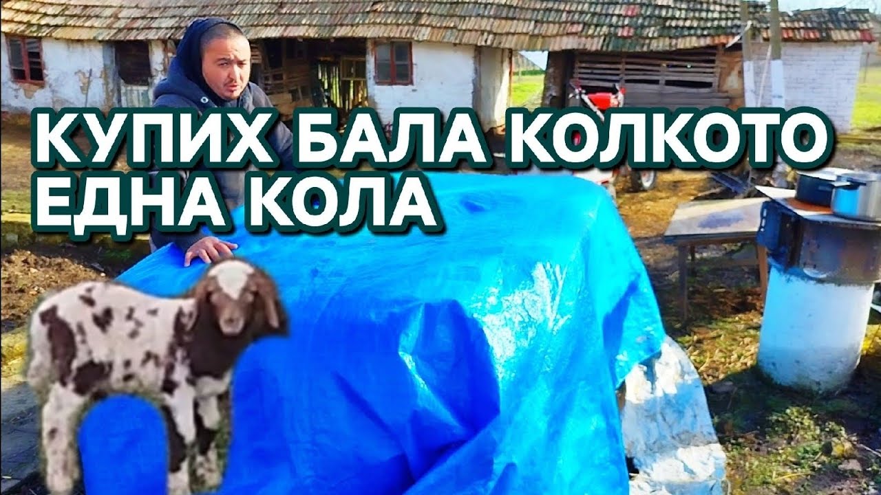 ЛЮЦЕРНАТА НАМАЛЯ КУПИХ СЛАМА #animals #lifeisbutadream #funny #cute #villagelife #cute 