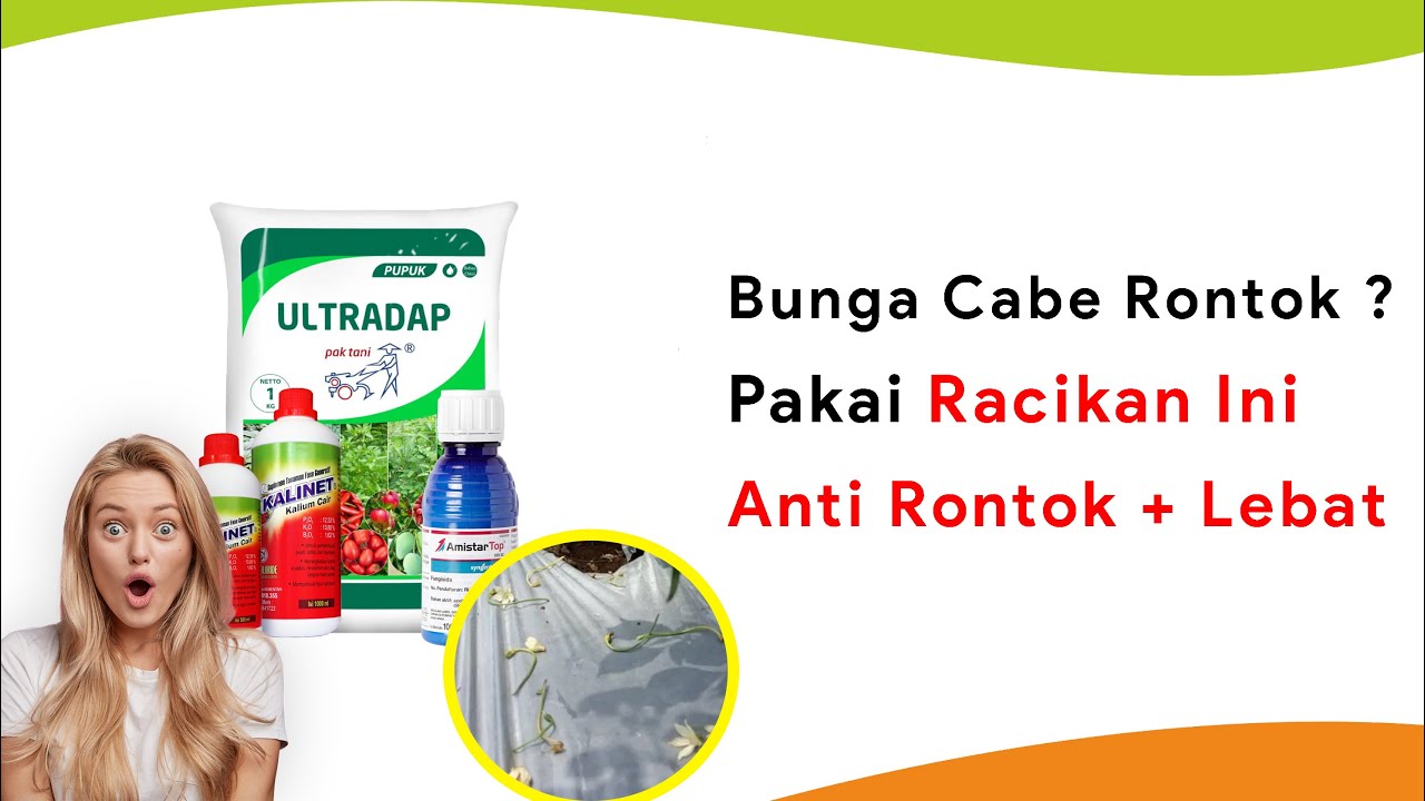 Campur Fungisida Amistartop + Kalinet + Ultradap, Bunga Lebat Tanpa Rontok