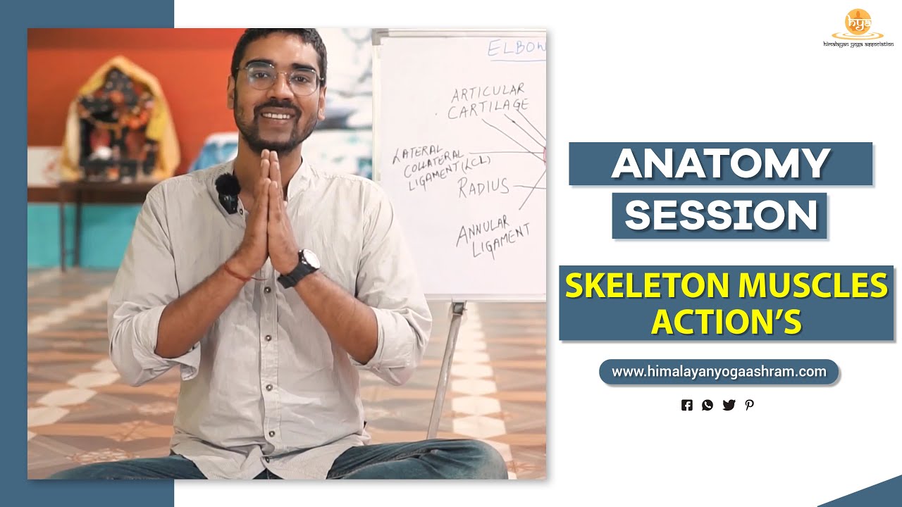 Yoga Anatomy Session | Skeleton Muscles Action | Himalayan Yoga Association