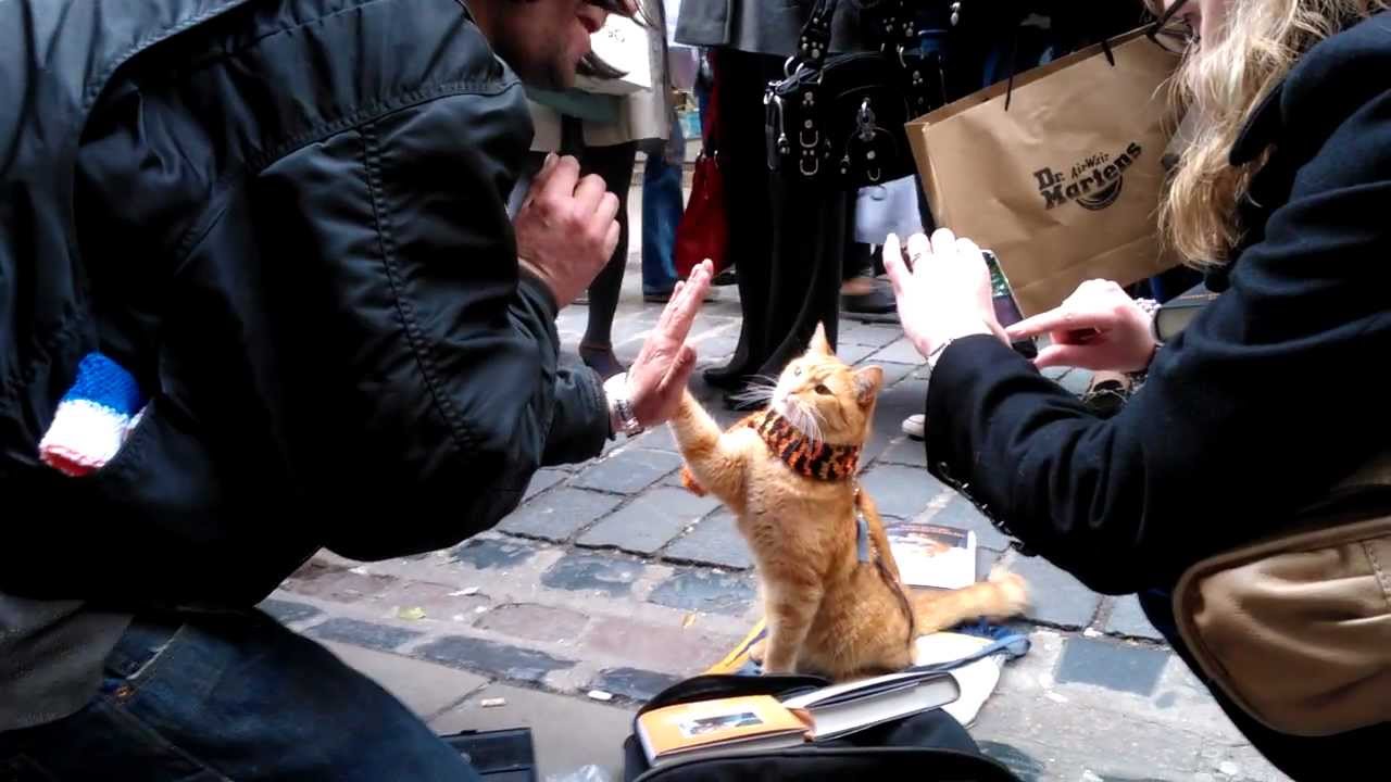 Delphiris meets Bob the big Issue Cat
