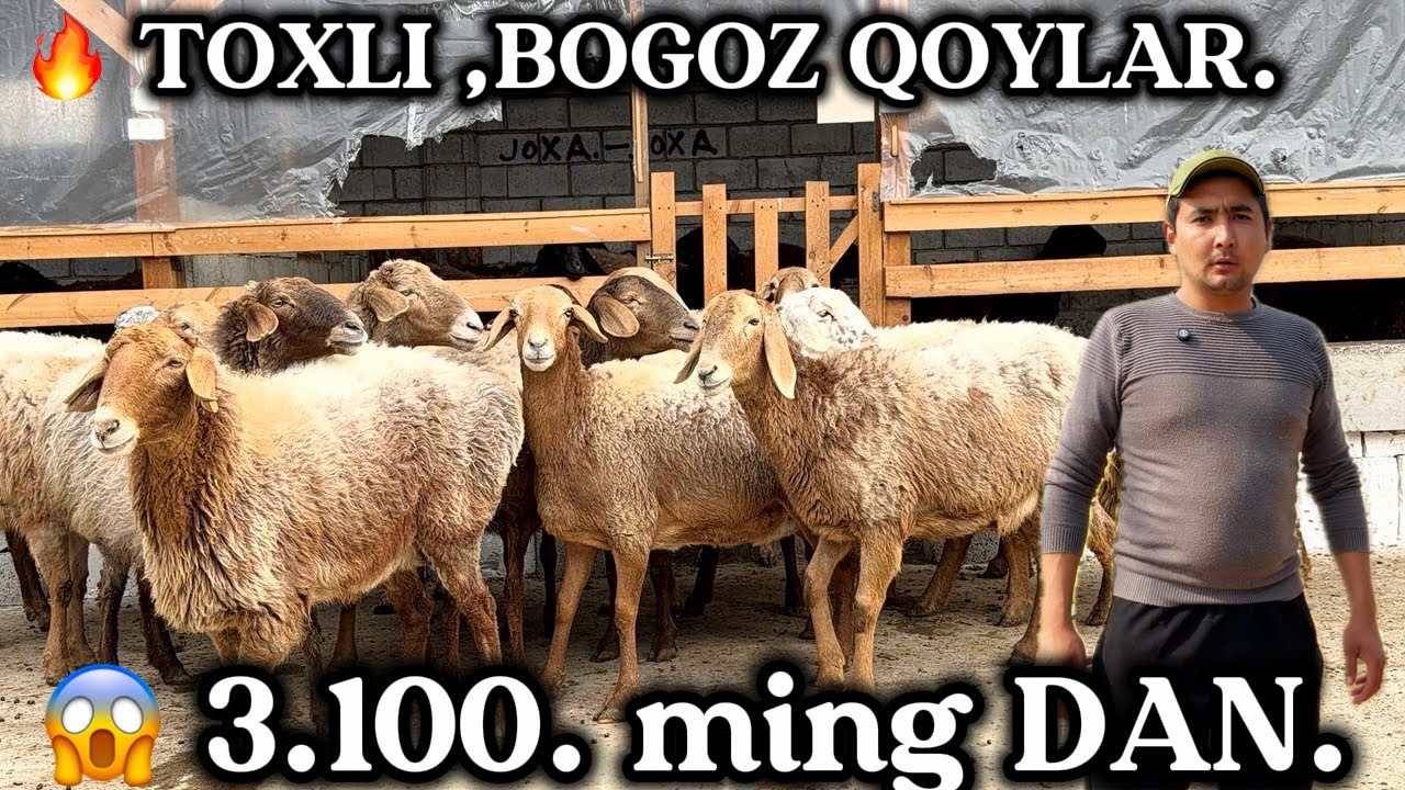 😱 3.100 ming DAN TOXLI. QIRGIZISTON BOGOZ QOYLARI KELDI 🔥SHOK😱NARX.