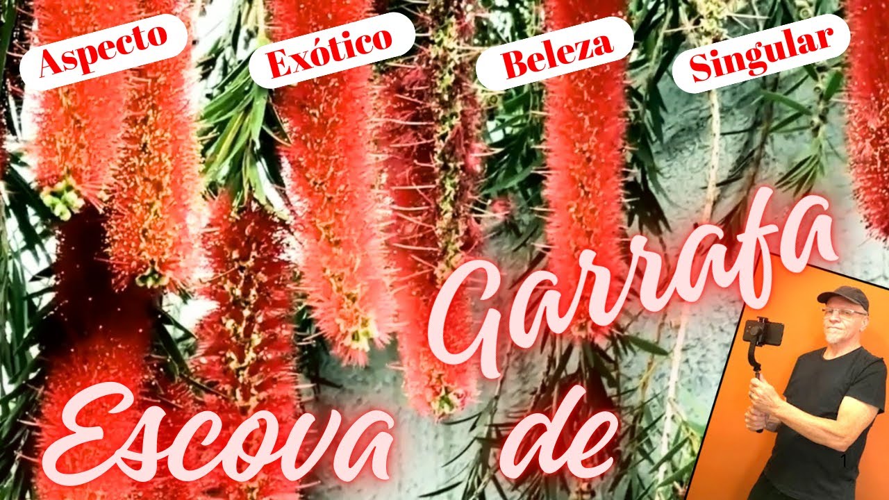 Escova de Garrafa, é uma árvore de aspecto exótico e beleza singular