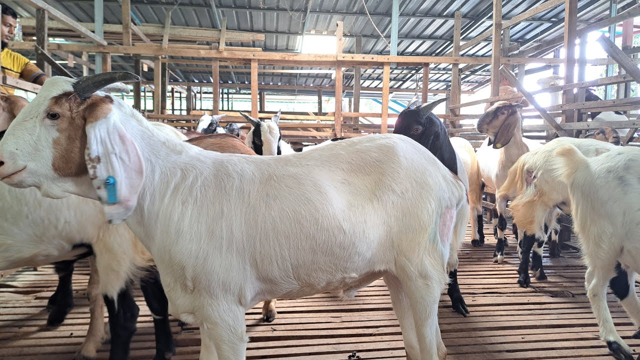 মালয়েশিয়া ছাগলের খামার। Malaysia goat farm। #firozalam #firozalamvlogs #goat #malaysiagoatfarming