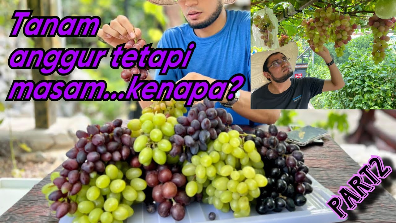 Rahsia tanaman anggur yang betul