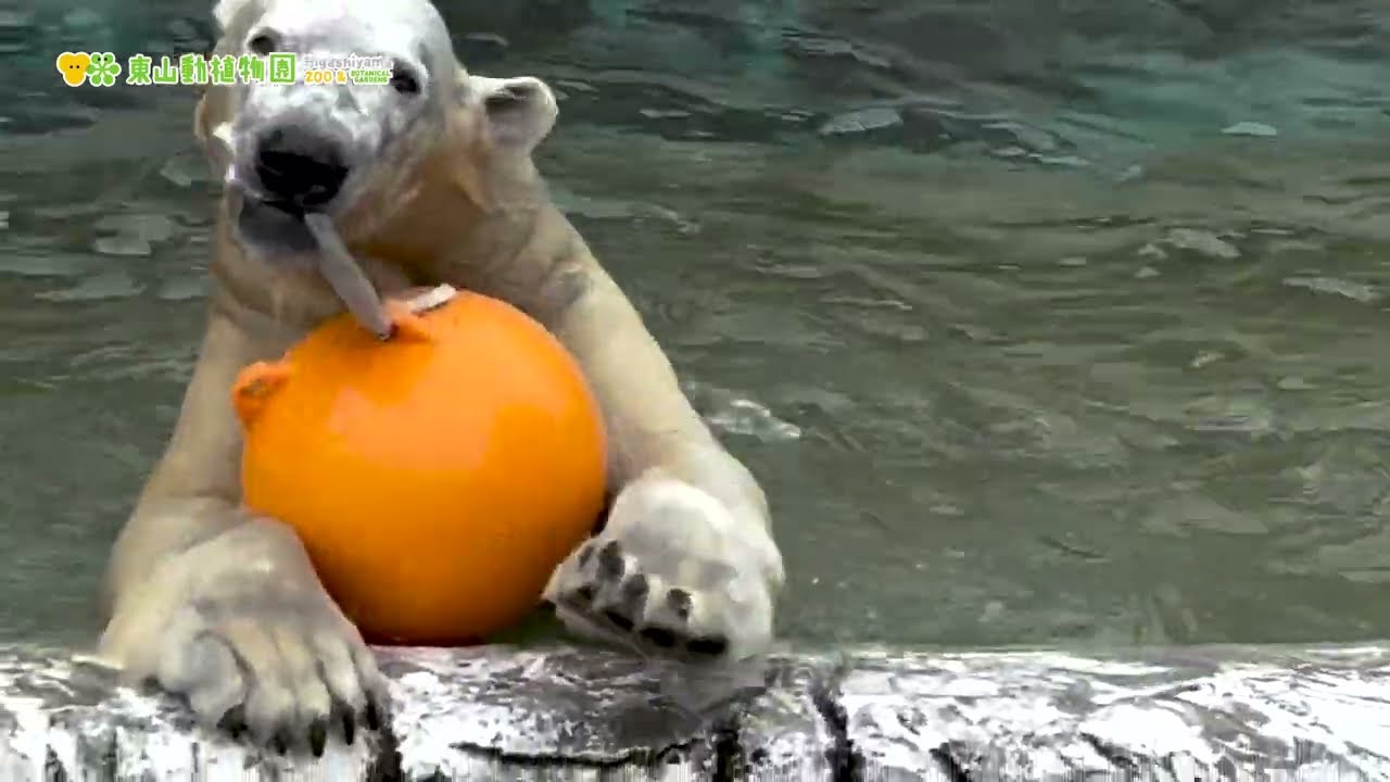 【東山動植物園公式】ブイにひもがつきました！ロングバージョン《 ホッキョクグマ　クマ 》