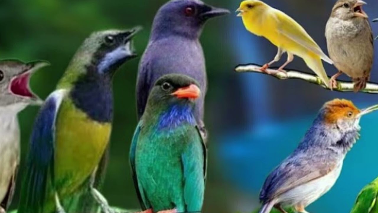Kombinasi masteran kapas tembak, cucak cungkok, saeran abu, kenari, lovebird jernih