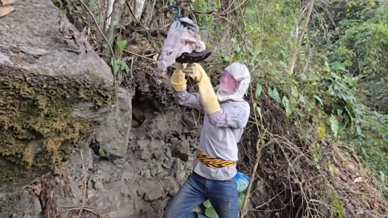 Harvest wild honey from nature, move bee colonies to raise|natural life