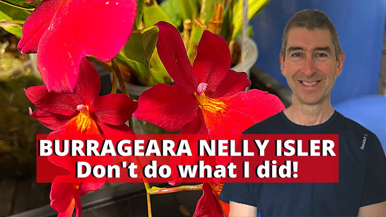 BURRAGEARA (Oncidopsis) NELLY ISLER CARE - Не делайте того, что сделала я!