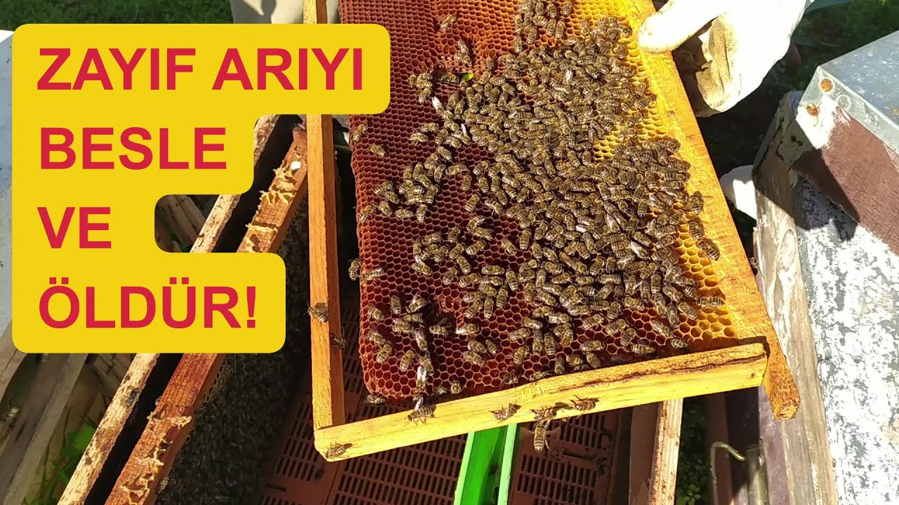 Zayıf arıya stok yaptıramazsın! Kış bakımı. Arıcılık