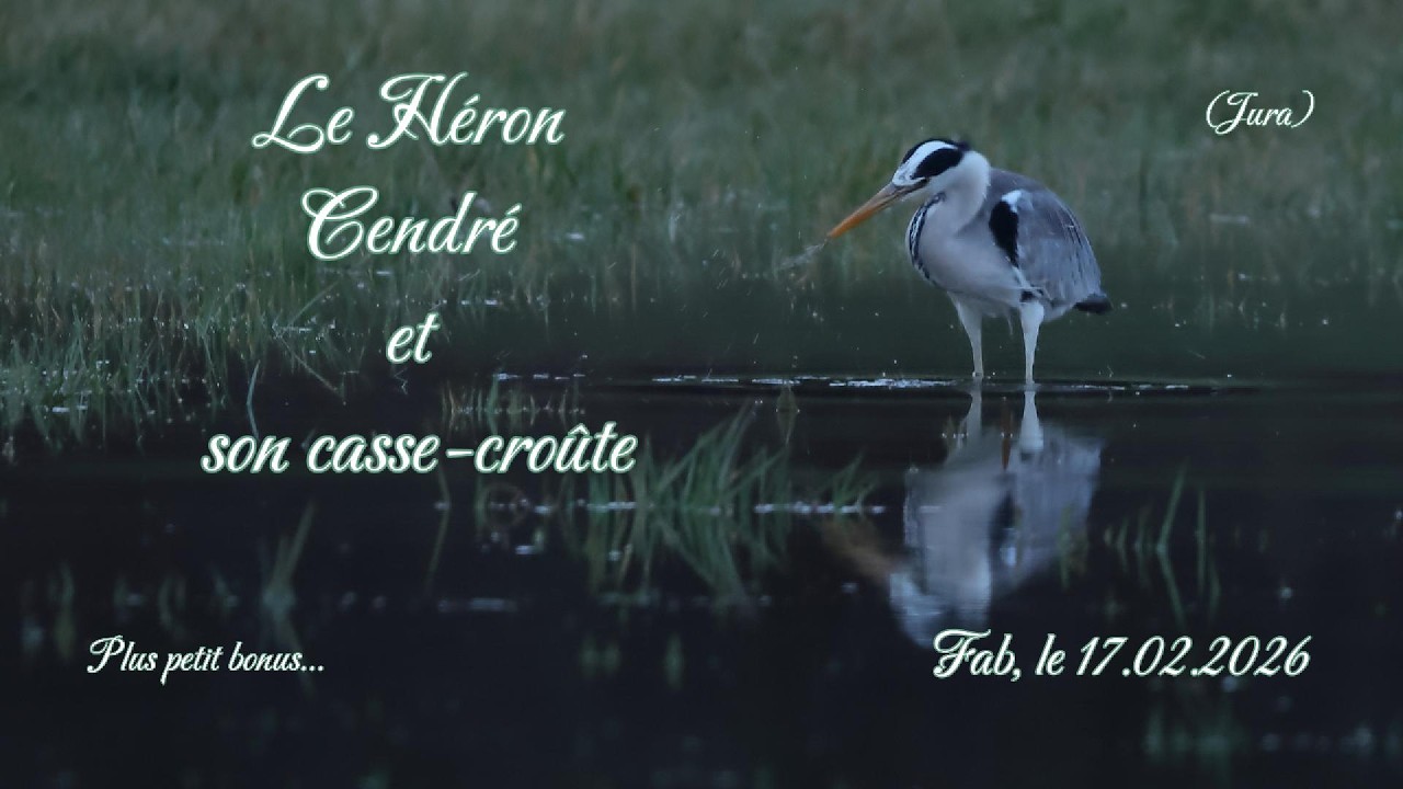 Le Héron Cendré et quelques autres espèces...