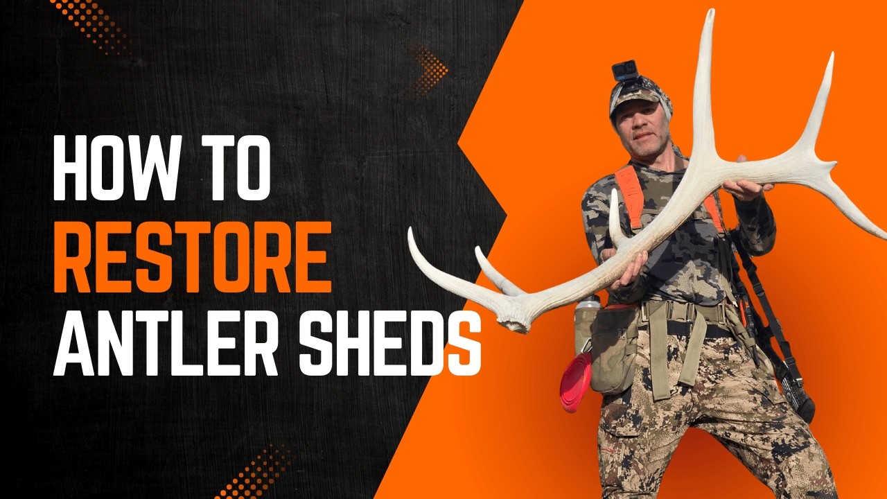 How to Bring Sun-Bleached Elk Antler Sheds Back to Life