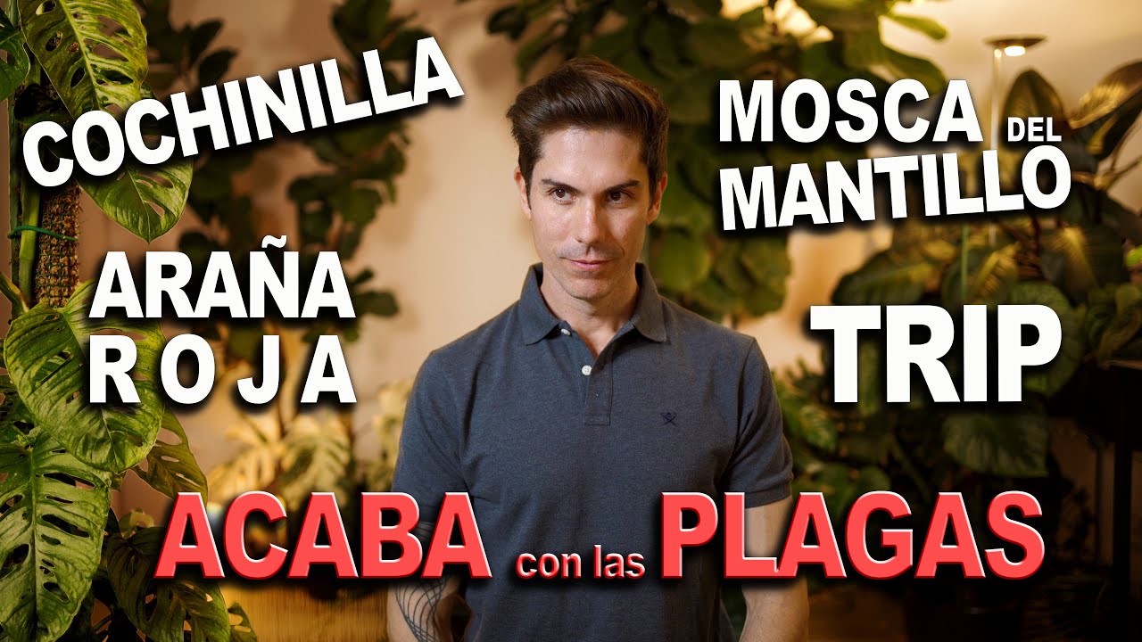 CÓMO acabar con las PLAGAS en tus PLANTAS de INTERIOR