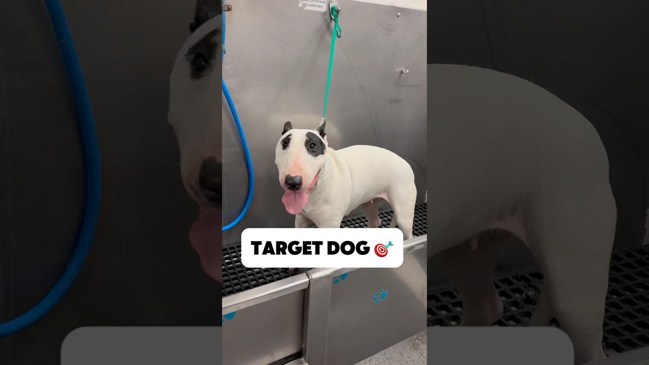 @target get your dog #dogbath #doggroomer #bullterrier #tutotutoring