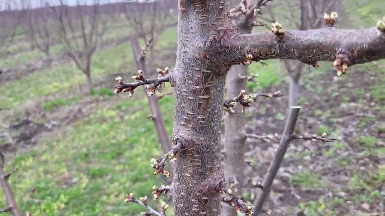 O scurtă intervenție. Scurtăm sau nu ramura anuală!?