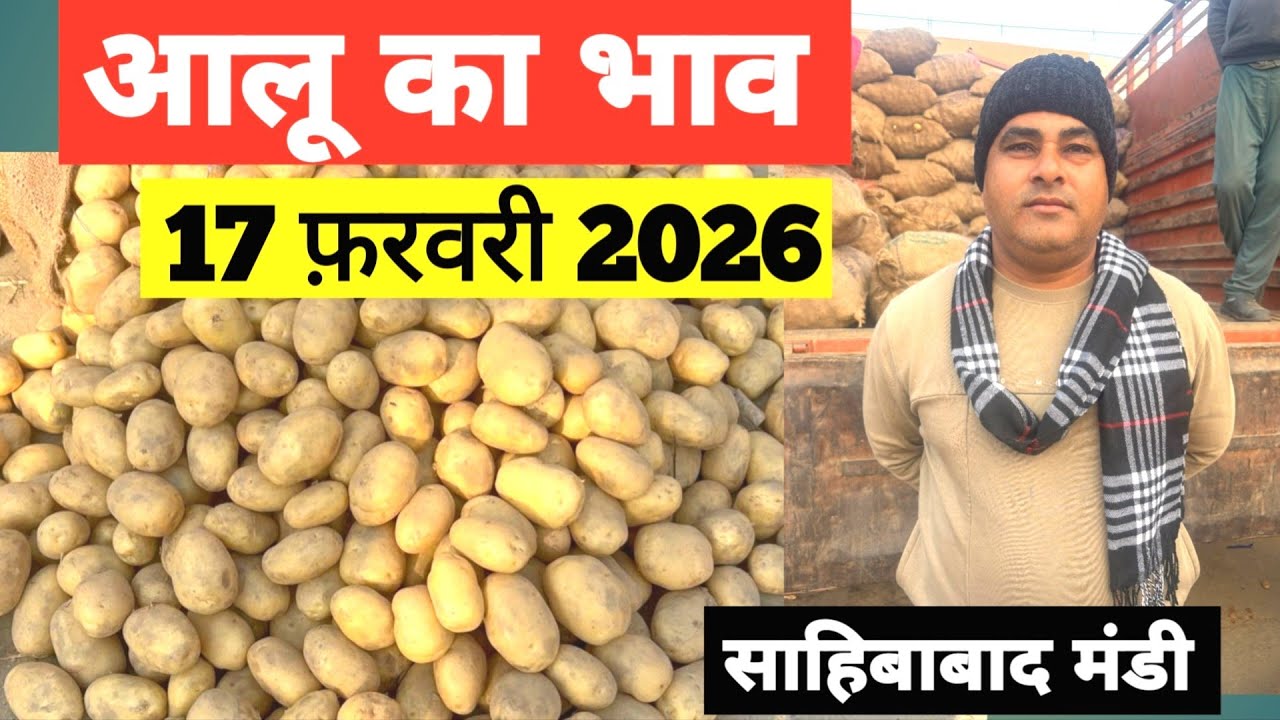 17 February 2026 🥔आलू का भाव साहिबाबाद मंडी | toady potato rates #aalu #aalubhav #potato 