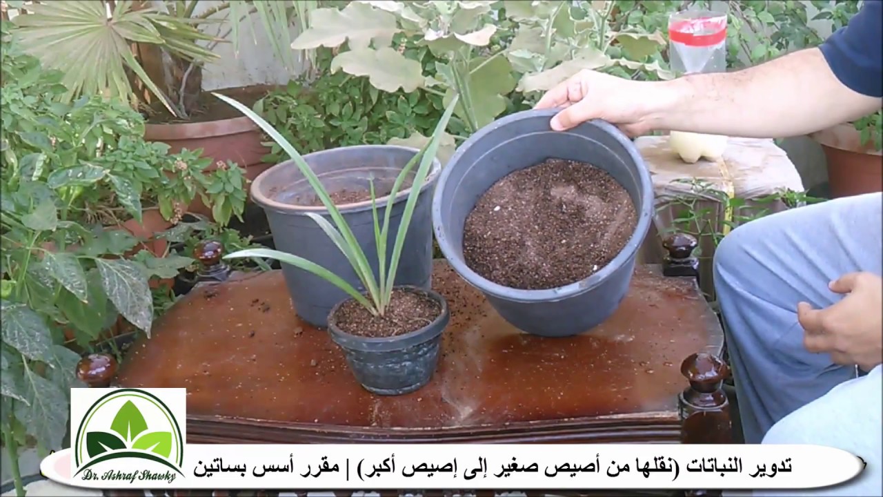 (92) نقل و تدوير النباتات من أصيص صغير إلى آخر كبير | الزراعة المنزلية