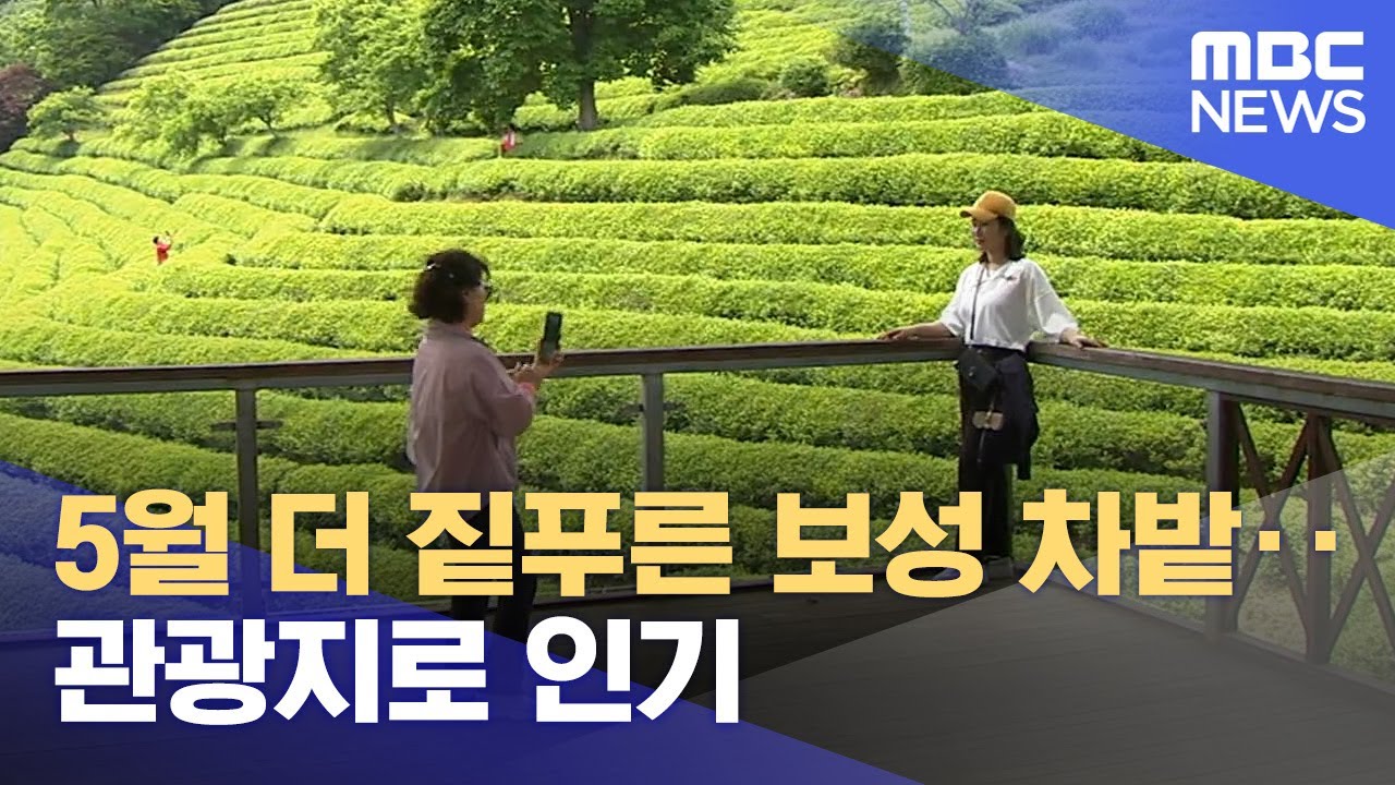 5월 더 짙푸른 보성 차밭‥ 관광지로 인기 (2024.05.30/뉴스데스크/광주MBC)
