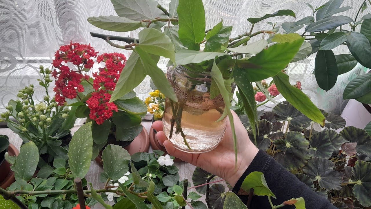 ‼️BEGONYA ÇİÇEĞİ BAKIMI ‼️BUDAMA VE KÖKLENDİRME YÖNTEMİ #begonya #çiçek #çiçekbakımı #plants #garden