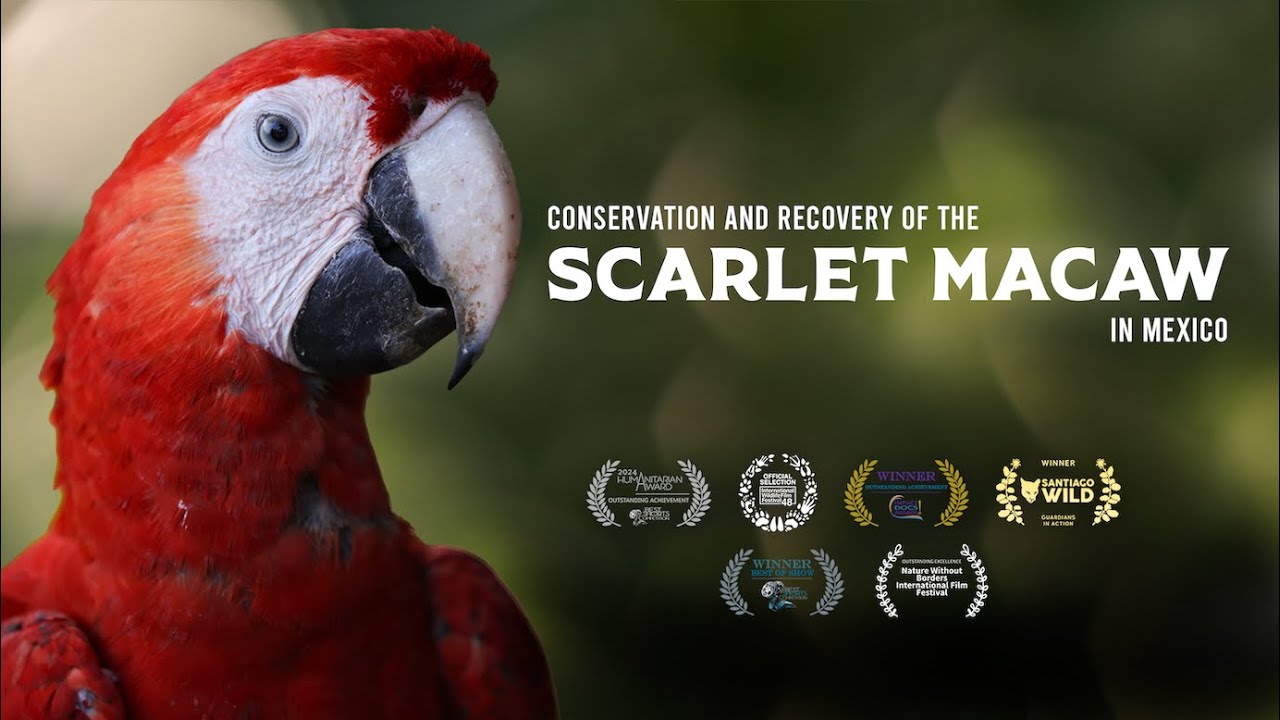 Conservation and Recovery of the Scarlet Macaw in Mexico - Spanish w English Captions