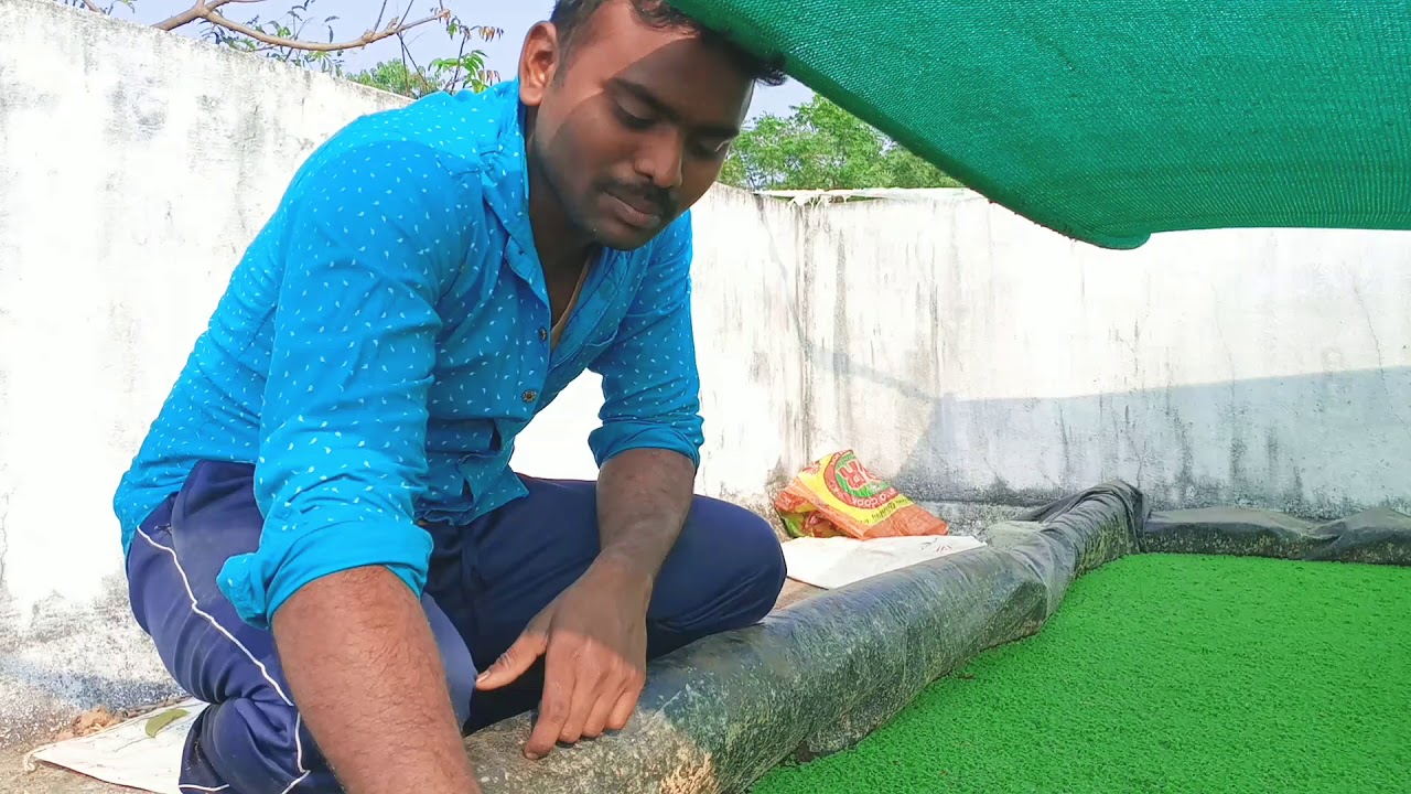 AZOLLA seeds for sell//khammam , telangana//happyvillegeshow