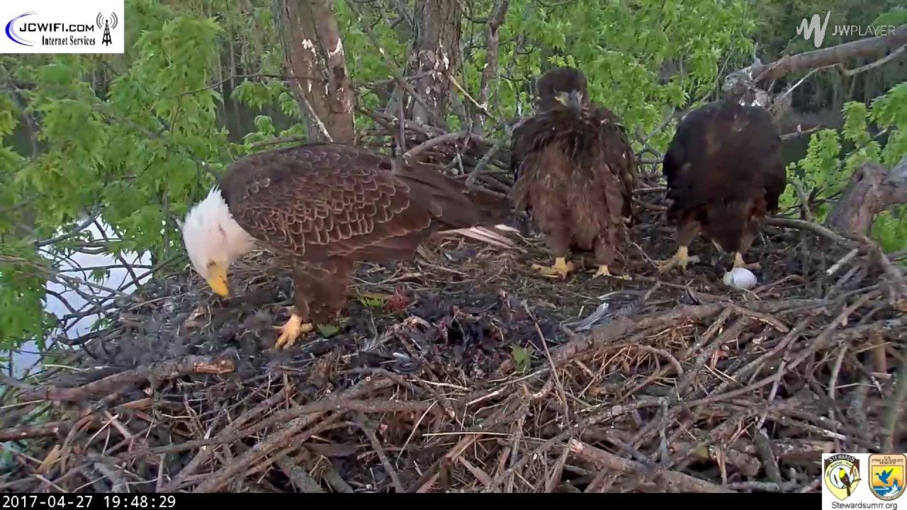The Trio Eagles - Intruder getting bolder - 04-27-17