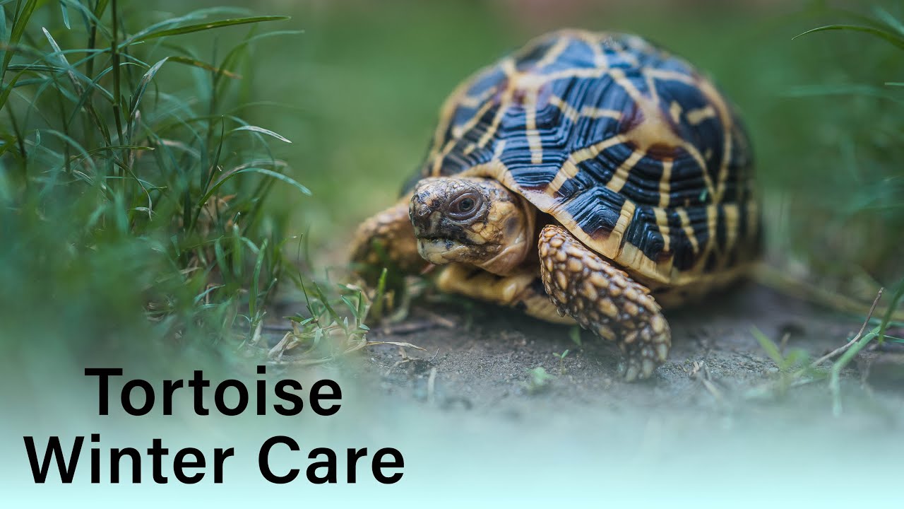 Indian Star Tortoise winter care