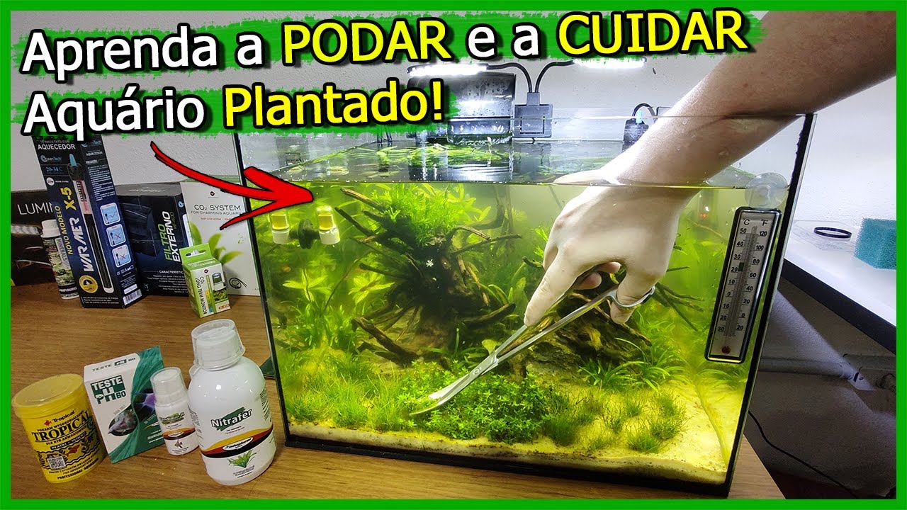 Como Limpar e Podar um Aquário Plantado! - Tutorial para INICIANTES!