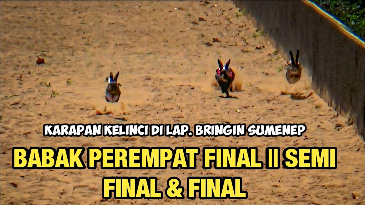 BABAK PEREMPAT FINAL | SEMIFINAL & FINAL KARAPAN KELINCI DI LAP.BRINGIN SUMENEP