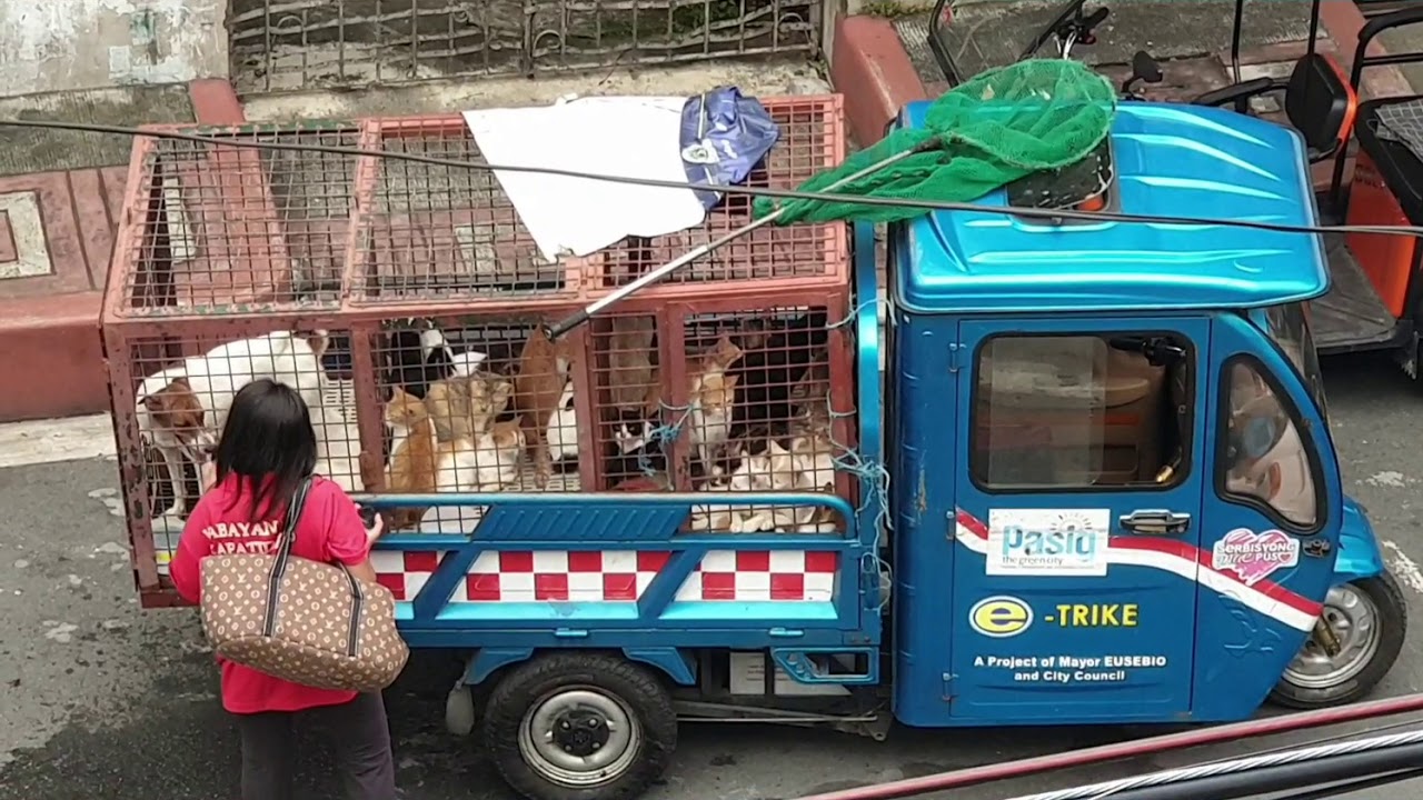 Aso't Pusa Na Barangay! Stray CATS and DOGS? Really? Even CATS? Not Kidding. 😭😱😡