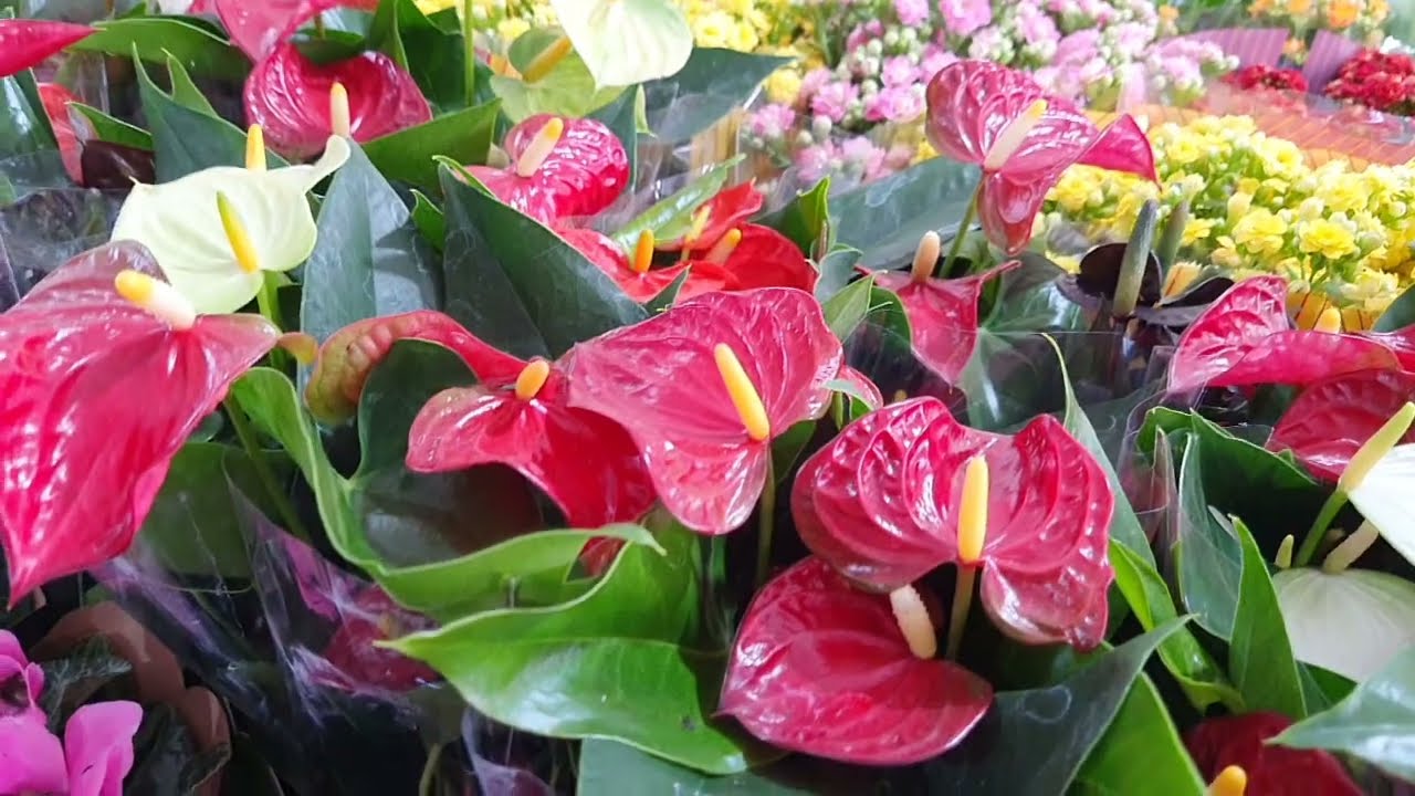 Feira de flores na Praça Rio Branco e Polo Cerâmico do Poty Velho. Teresina Piauí