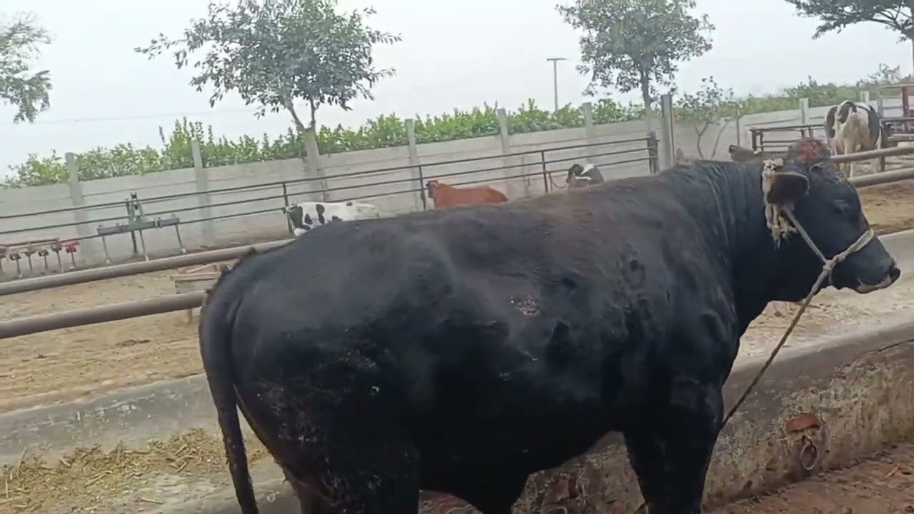 ایک گائے کے فارم کی ویڈیوز🐄🐄 aj ka vlogs ma farms ke video 