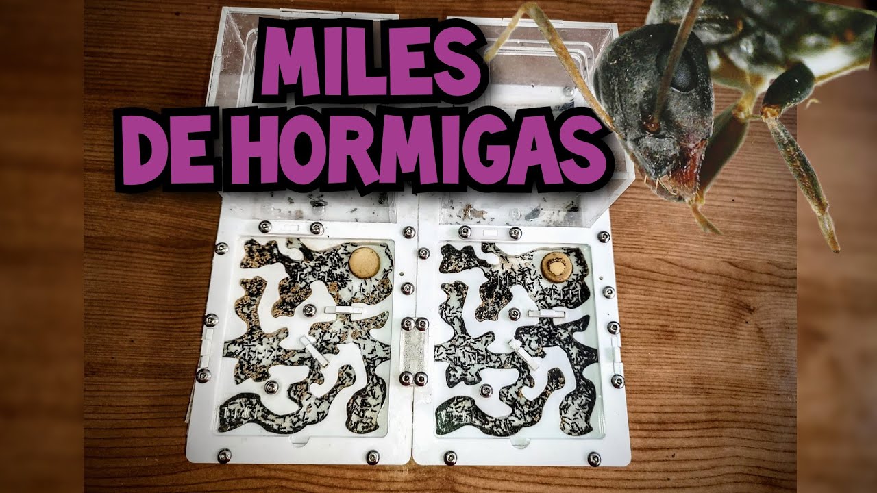 MILES DE HORMIGAS | Colonia de TRES REINAS | Tapinoma sp.! 🐜🎥