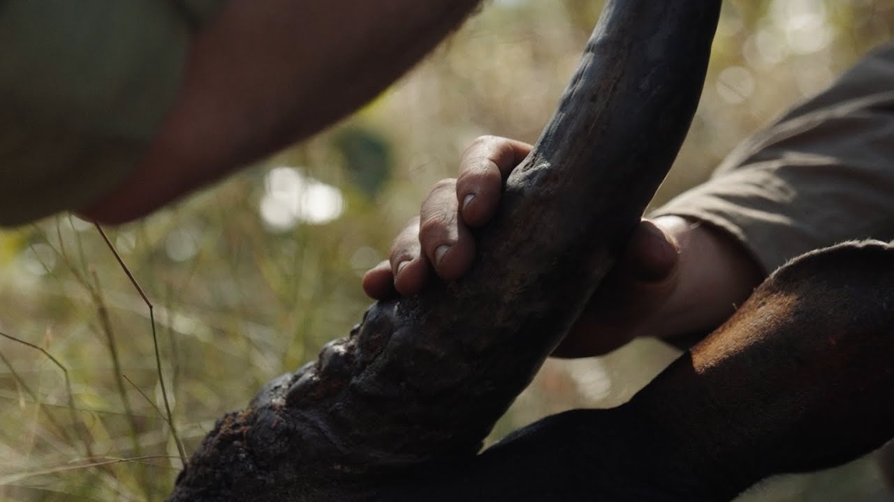 Hunting Banteng in the Northern Territory - Clash of Values (Blood Origins Film)