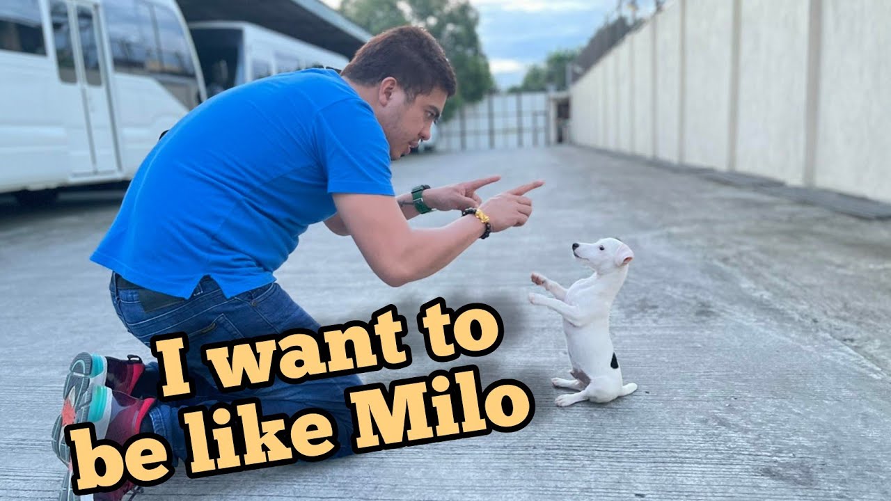 HOW TO TRAIN A PUPPY