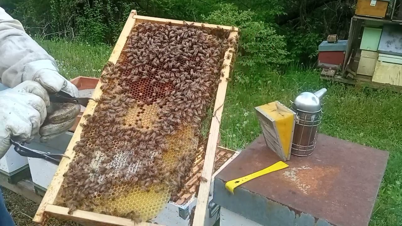 Nomadismo e varroasi: tecniche e strategie