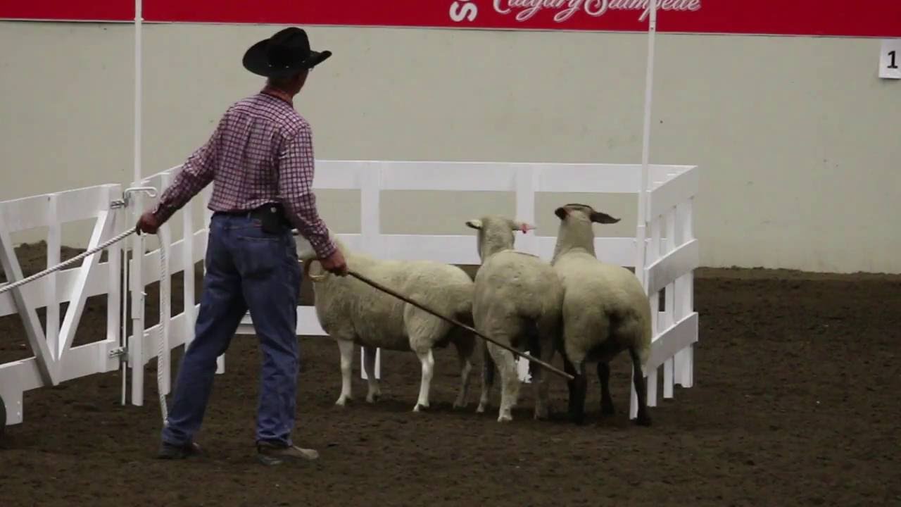 World Stock Dog Championship - Calgary Stampede 2016
