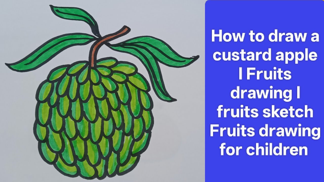 How to draw Custard apple l Fruits Drawings and colouring videos for children l stepbystep drawings