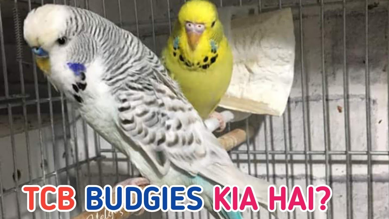 Tcb budgies | tcb budgies ki pehchan | difference of exhibition & tcb budgie