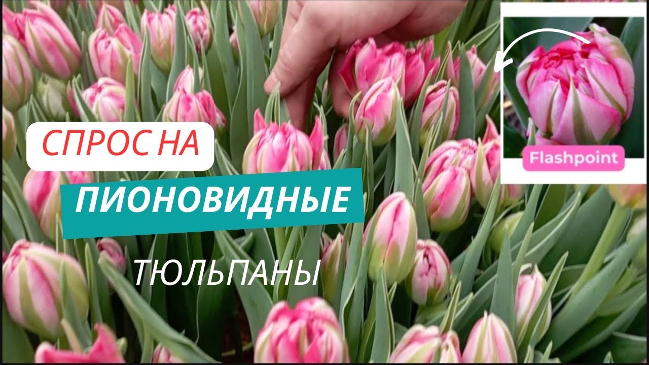 Какие пионовидные тюльпаны выбрали мы?