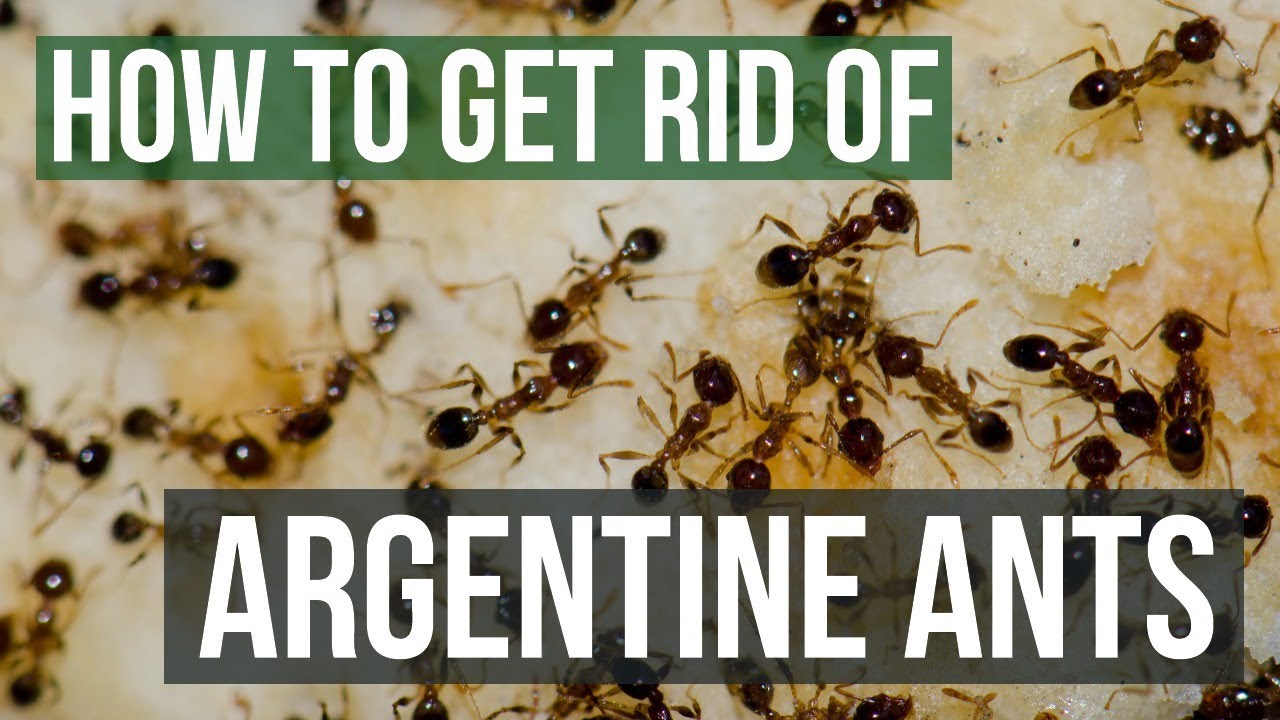 How to Get Rid of Argentine Ants (4 Easy Steps)
