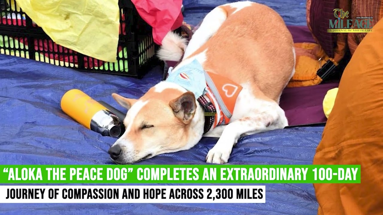 Aloka the Peace Dog: From Indian Street Dog to Global Symbol of Peace