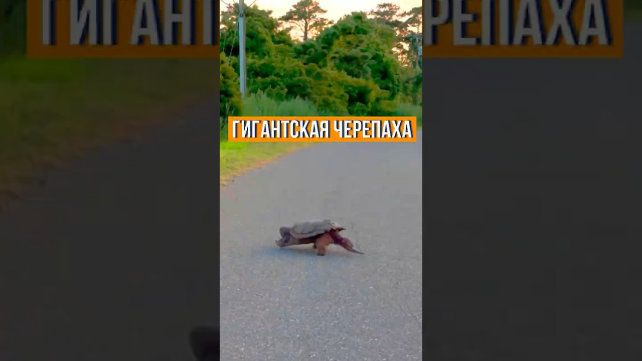 🐢Такая Черепаха на дороге #shorts
