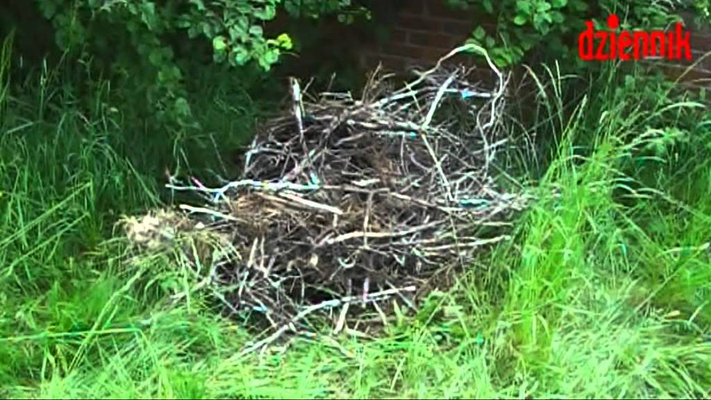 Sobolew: Zrzucili bocianie gniazdo  z dachu kościoła