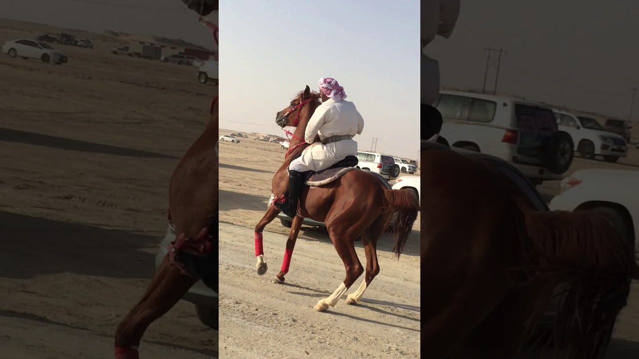 اقبالة ال رشيد يام على فهد بن حثلين