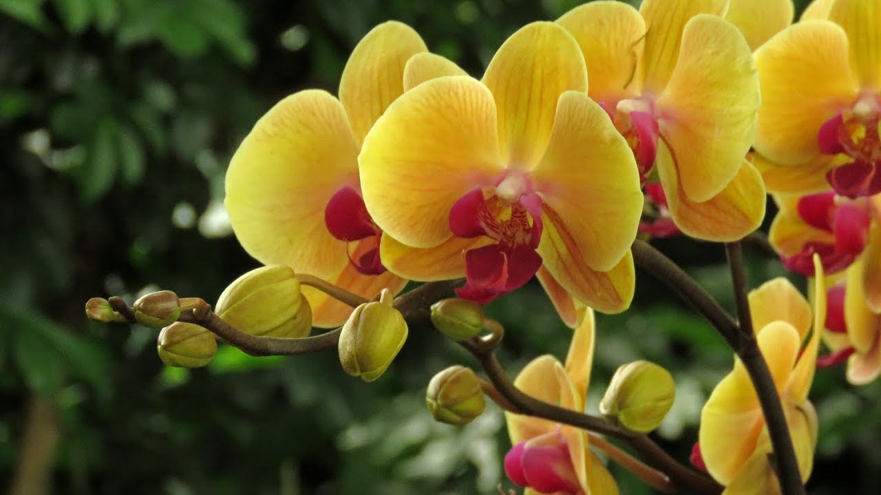 The Orchid Show 2018