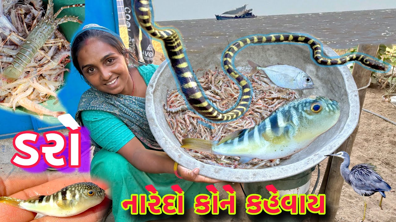 ખોટો જવાળ અને સાચો જવાળ કોને કહેવાય 🌊 lobster fishing🦞 🎣  dariyai khedut