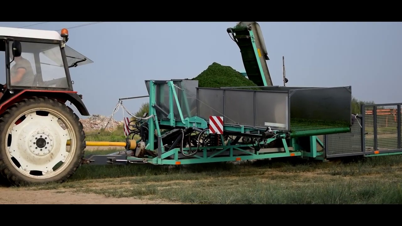 Zbi&oacute;r Szczypiorku 2019 ☆ Kombajn do zbioru? ☆ Pierwszy taki film w Polsce ✔
