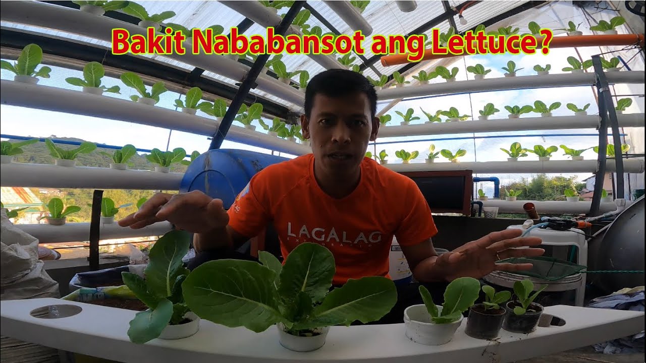 Possible Reason ng Pagkabansot ng Lettuce