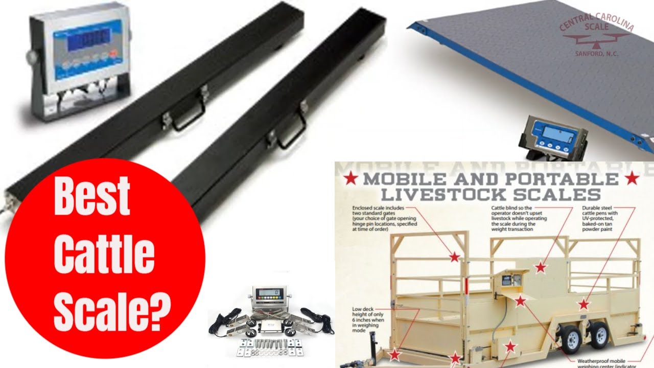 What are the Best Cattle Scales?