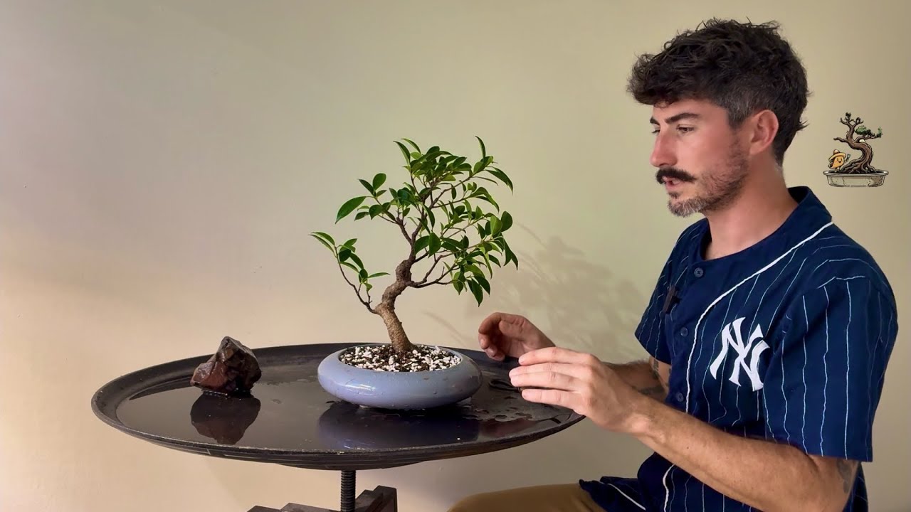 Wiggly Ficus Repot Taco’s Bonsaiverse Nov of 25